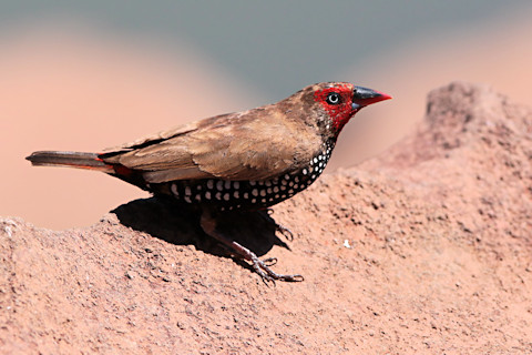 Painted Finch (Emblema pictum)